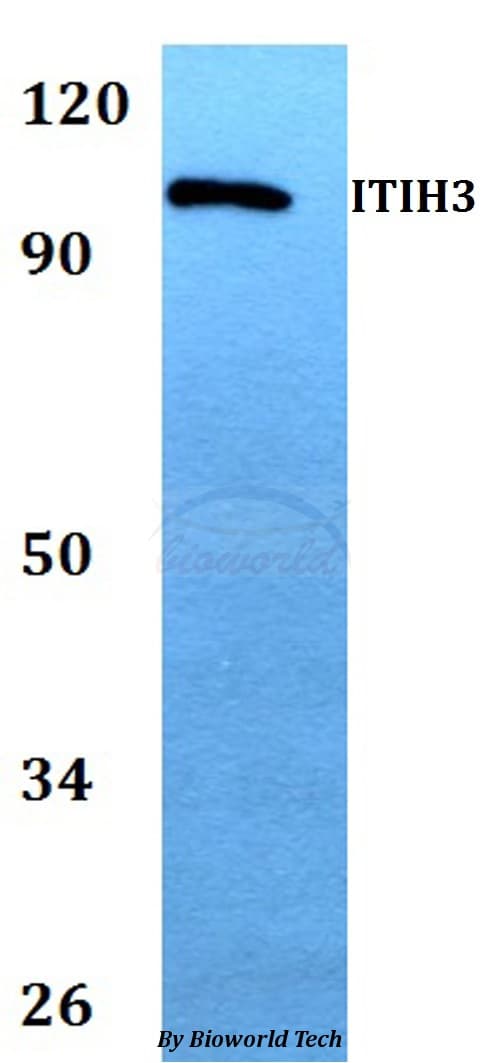 ITIH3 Antibody