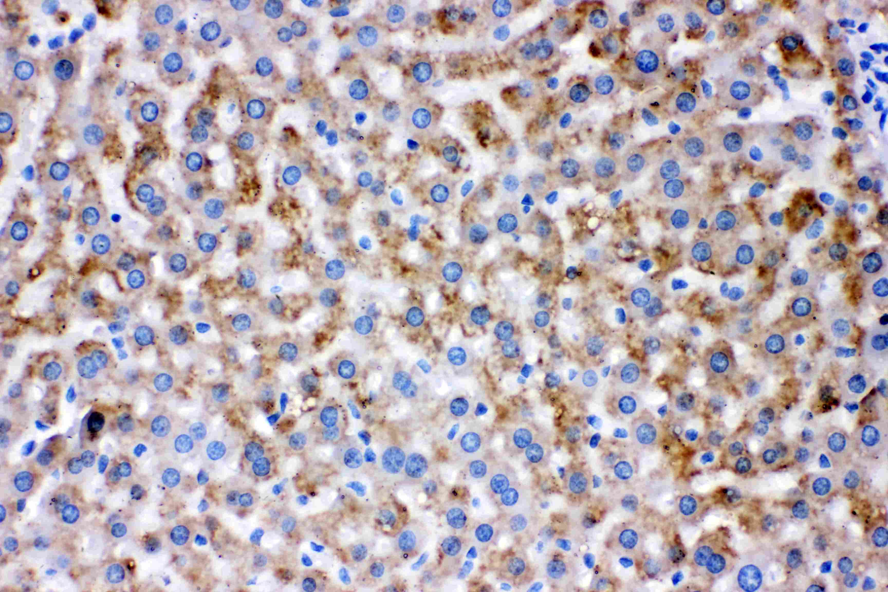 AK2 / Adenylate Kinase 2 Antibody