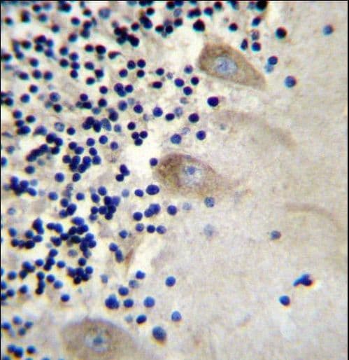 EIF3C / EIF3S8 Antibody (aa127-155)