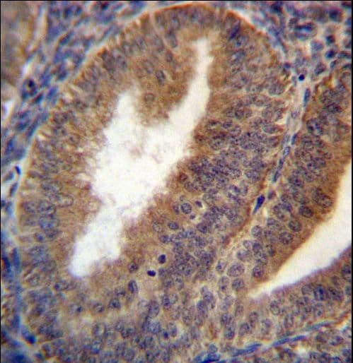 RRAGC / RAGC Antibody (aa169-198)