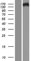 Human PHLDB2 Protein (Over-Expression Lysate Myc-DDK (Flag))