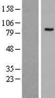 JADE3 / PHF16 Protein (Over-Expression Lysate Myc-DDK (Flag))