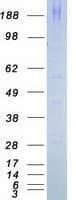 Human MTOR Protein (Recombinant Myc-DDK (Flag))