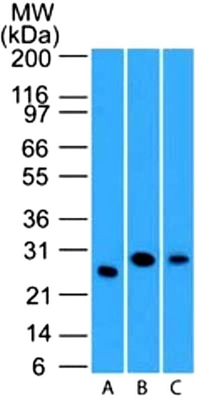 LIF Antibody (aa24-203, clone 39N7D10)
