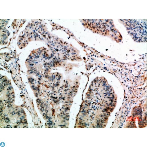 CLECSF6 / DCIR Antibody