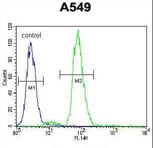 Polyclonal Rabbit anti-Human RAD17 Antibody (aa218-246, WB)