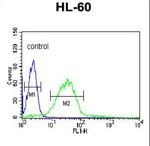 LIPE / HSL Antibody (aa822-849)