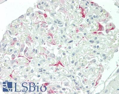 IHC-plus™ PD2 / PAF1 Antibody (aa75-125)