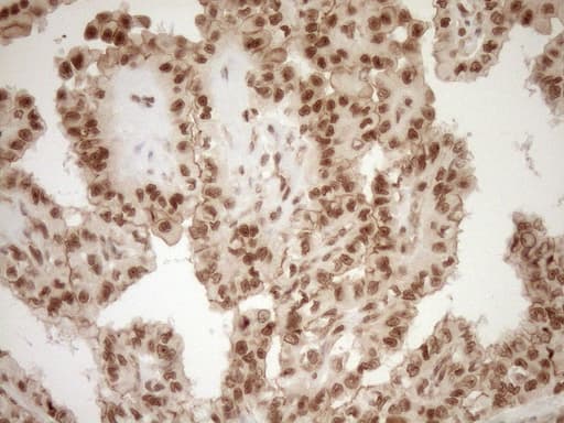 NUDT21 Antibody (aa2-227, clone OTI2C8)