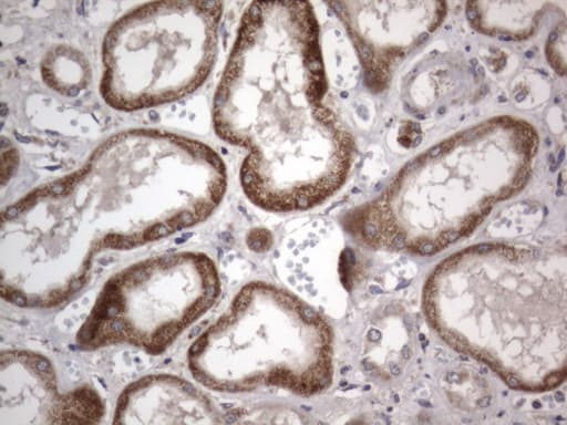 DDOST / OST48 Antibody (aa131-378, clone OTI2B4)