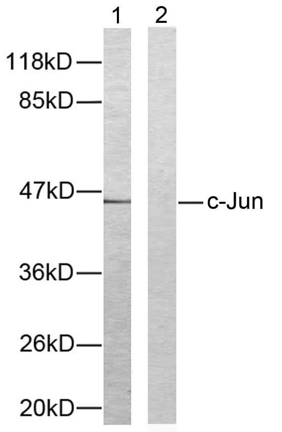 JUN / c-Jun Antibody (aa61-110)