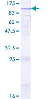 Human TLR1 Protein (Recombinant GST)