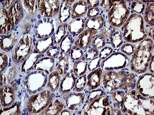 SLC9A1BP / CHP Antibody (clone OTI1D11, Carrier-free)