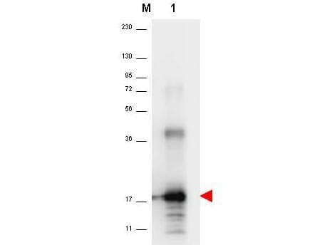 IL-33 Antibody (Lyophilized)