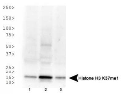 Polyclonal Rabbit anti-Human HIST3H3 Antibody (Me-Lys37, IF, WB)