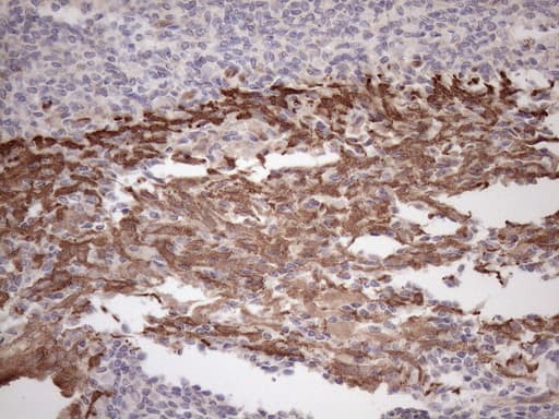 PARG Antibody (aa1-367, clone OTI1B5)