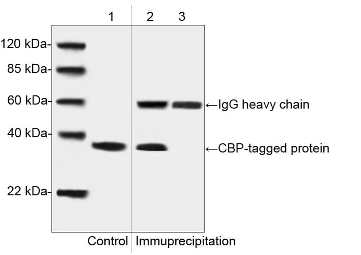 CBP Tag Antibody