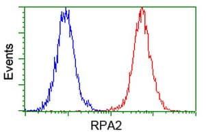 RPA2 / RFA2 / RPA34 Antibody (clone OTI1H10)