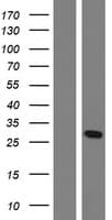 OAZ1 / OAZ Protein (Over-Expression Lysate Myc-DDK (Flag))