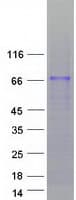Human ZNF205 Protein (Recombinant Myc-DDK (Flag))
