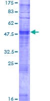 Human OR10X1 Protein (Recombinant GST)