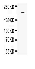 ABCC4 / MRP4 Antibody