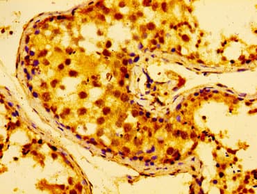 AZI2 / NAP1 Antibody
