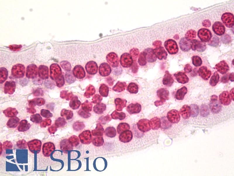 IHC-plus™ HIST1H3D Antibody (clone 1D8)