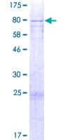 Human MICU3 / EFHA2 Protein (Recombinant GST)