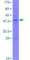 Human APOA1BP Protein (Recombinant GST)