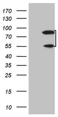 SP110 Antibody (aa232-521, clone OTI2A1, Carrier-free)