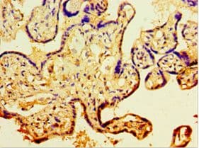 IHC-plus™ CDH11 / Cadherin 11 Antibody (aa637-796)