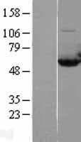 CAP1 Protein (Over-Expression Lysate Myc-DDK (Flag))
