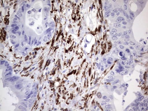 NAB2 Antibody (aa178-442, clone OTI3H5)