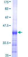 Human RNF174 / MARCH4 Protein (Recombinant GST, N-terminus)