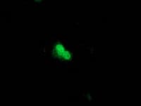 UBL4A Antibody (clone OTI4B6)