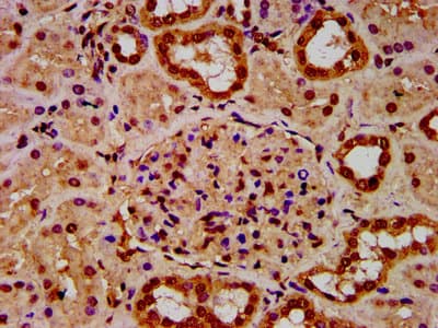 HIST1H4I Antibody