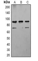 PathPlus™ CANX / Calnexin Antibody