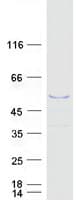 Human MAGEB4 Protein (Recombinant Myc-DDK (Flag))