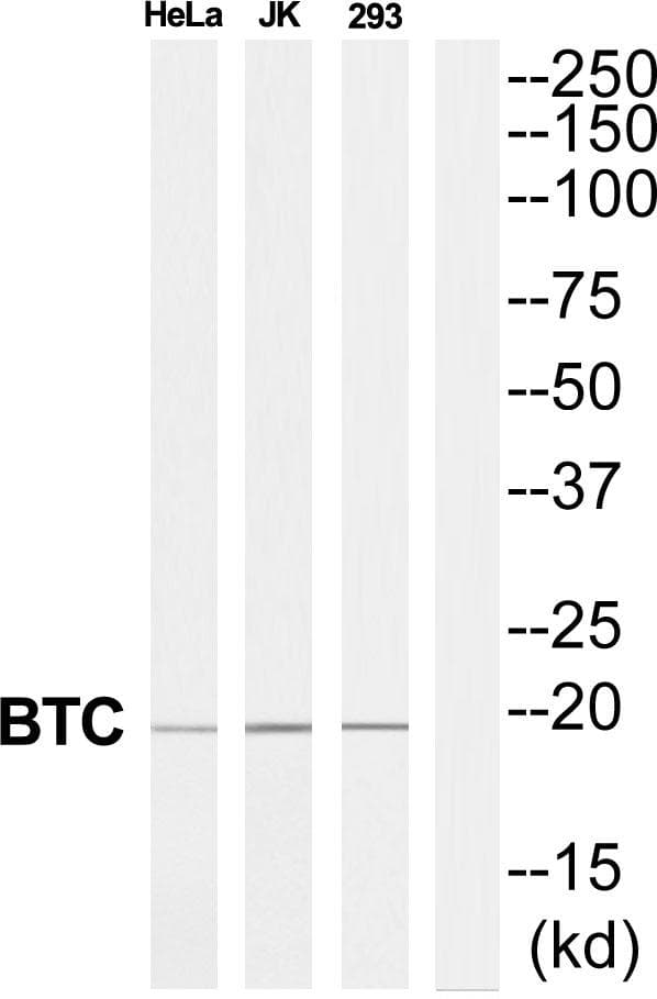 BTC / Betacellulin Antibody