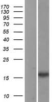 NMB / Neuromedin B Protein (Over-Expression Lysate Myc-DDK (Flag))