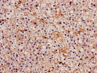 IDH3A Antibody