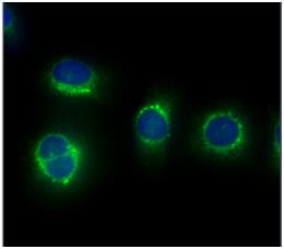 CAPNS1 / CAPN4 Antibody (clone AT1D11)
