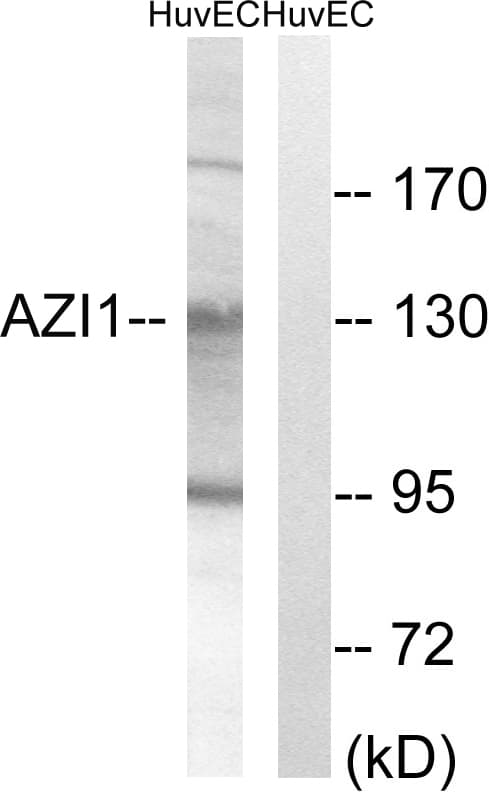 Polyclonal Rabbit anti-Human CEP131 / AZI1 Antibody (aa311-360, IHC, WB)