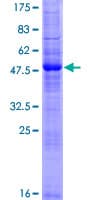 Human RNF186 Protein (Recombinant GST)