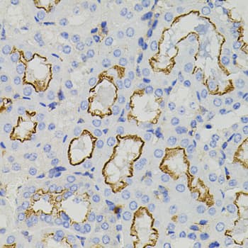 STX1A / Syntaxin 1A Antibody