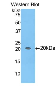 BCL2L2 / Bcl-w Antibody (aa22-189, Biotin)