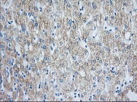 HIBCH Antibody (clone OTI3H5)