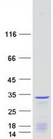 Human EIF4H Protein (Recombinant Myc-DDK (Flag))