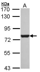 Polyclonal Rabbit anti-Human HSPA8 / HSC70 Antibody (IF, WB)